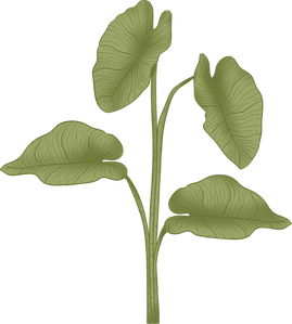 Colored Detailed Vintage Elephant Ear Plant