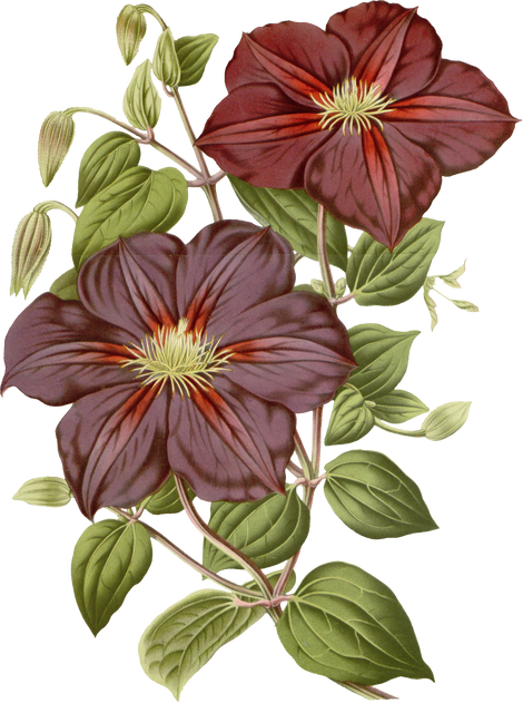 Floral Plant Illustration
