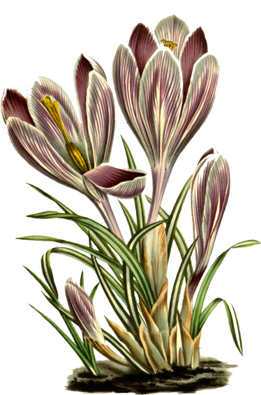 Floral Plant Illustration