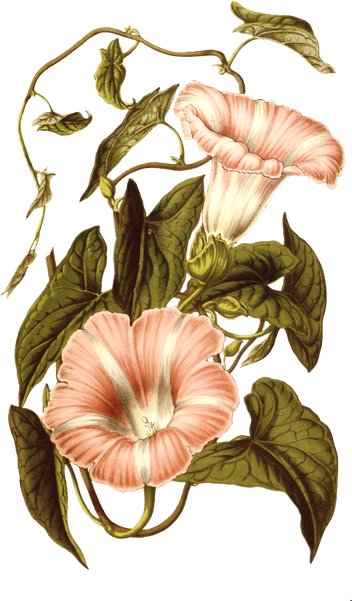 Floral Plant Illustration